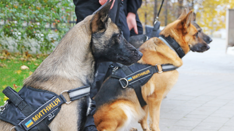 Read more about the article Summary of findings for 2022: canine services