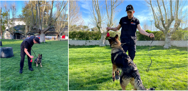 Read more about the article Weekdays of the canine teams of the State Customs Service in Spain: obedience training for service dogs Rita and Sina